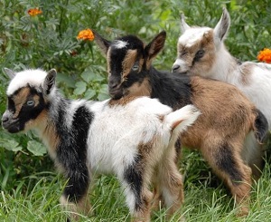 nigerian dwarf milking goats