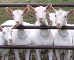 saanen milking goats
